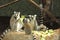 Photo of lemurs eating greens