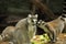 Photo of lemurs eating greens