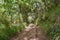 Photo of levada dos balcoes in Madeira Island