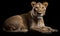 photo of liger hybrid of lion and tiger on black background. Generative AI