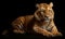 photo of liger hybrid of lion and tiger on black background. Generative AI