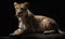 photo of liger hybrid of lion and tiger on black background. Generative AI