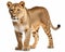photo of liger hybrid of lion and tiger isolated on white background. Generative AI