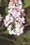 Photo Lilac flowers in macro shooting