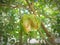 Photo of a lime that has been damaged in half due to a plant pest attackï¿¼MasukanOrang lain juga