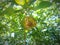 Photo of a lime that has been damaged in half due to a plant pest attackMasukanOrang lain juga
