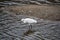 A photo of a  Little Egret in the Kamogawa river.