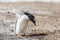 Photo of a little Gentoo penguin.