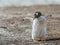 Photo of a little Gentoo penguin.