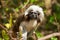 Photo little monkey Tamarin in tree crown