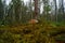 Photo of a little toadstool growing in forest moss.