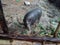 photo of local timor pigs in a traditional cage next to my houseï¿¼