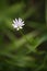 Photo of a lone white flower