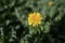 Photo of a lonely and listless chamomile yellow