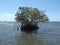 A photo of a lonely mangrove