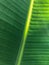The photo looks close to the green banana leaf texture