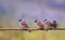 Photo with lots of funny birds sparrows sitting on a branch in the summer garden and chirp