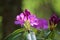 Photo of a lovely lilac rhododendron flower