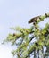 Photo of Loxia curvirostra on a tree