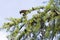 Photo of Loxia curvirostra on a tree