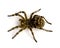 Photo of Lycosa singoriensis, black hair tarantula isolated on white background