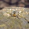 Photo of Lycosa singoriensis, black hair tarantula on the tree stump