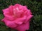 Photo macro beautiful opened flower of pink Roses