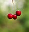 Photo of a macro of bright ripe cherries