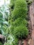 photo macro Leucobryum glaucum, commonly known as leucobryum moss or pin cushion moss