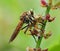 Photo of the macro robber fly eating insects
