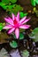 Photo macro shot on bee swarming on lotus flower , Beautiful purple lotus flower with green leaf in pond