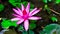 Photo macro shot on bee swarming on lotus flower , Beautiful purple lotus flower with green leaf in pond