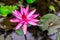 Photo macro shot on bee swarming on lotus flower , Beautiful purple lotus flower with green leaf in pond