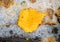 Photo macro yellow autumn birch leaf