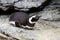 Photo of a Magellanic Penguin lying on a rock
