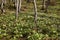 Photo of magic wood with flowering in the spring season