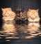 Photo Maine Coon kittens