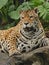 A photo of a male jaguar