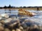 Photo of a male toad and a mosquito directly at the water surface