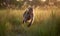 photo of mangabey jumping in tall grass at sunset. Generative AI