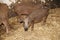 Photo of mangalica piglets at animal farm