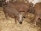 Photo of mangalica piglets at animal farm