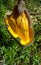 This is a photo of a mango eaten by a bird photographed under the hot sun