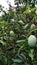 Photo of mangoes hanging in the gardan