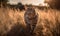 photo of Manx cat in tall grass at sunset. Generative AI