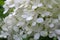 photo of many small white flowers on a green background