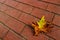  photo of a maple leaf falling to the ground which is yellowish brown in color. Maple leaves have three to five pointed