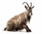 photo of markhor Capra falconeri isolated on white background. Generative AI