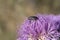 Photo of Mediterranean spotted chafer beetle on flower