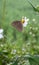 Photo of the Melanitis leda butterfly perched on a flower